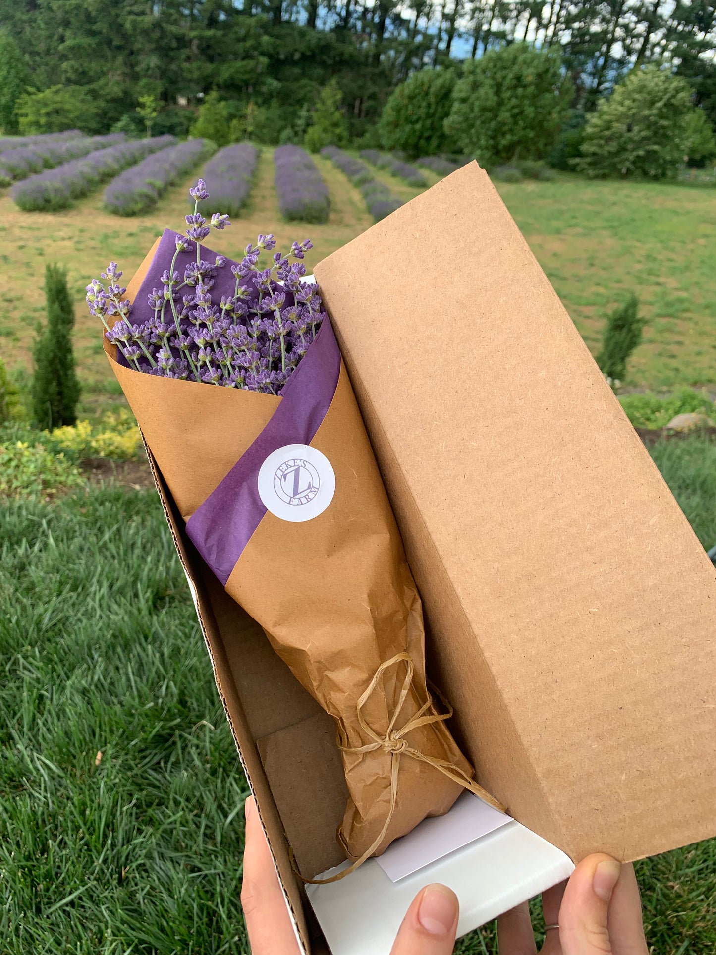 Fresh Cut Lavender Bouquet