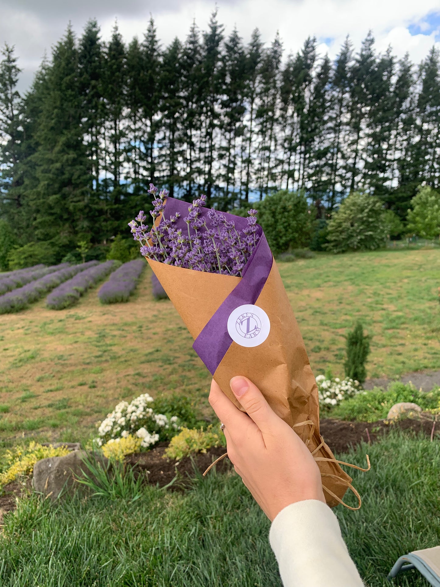 Fresh Cut Lavender Bouquet